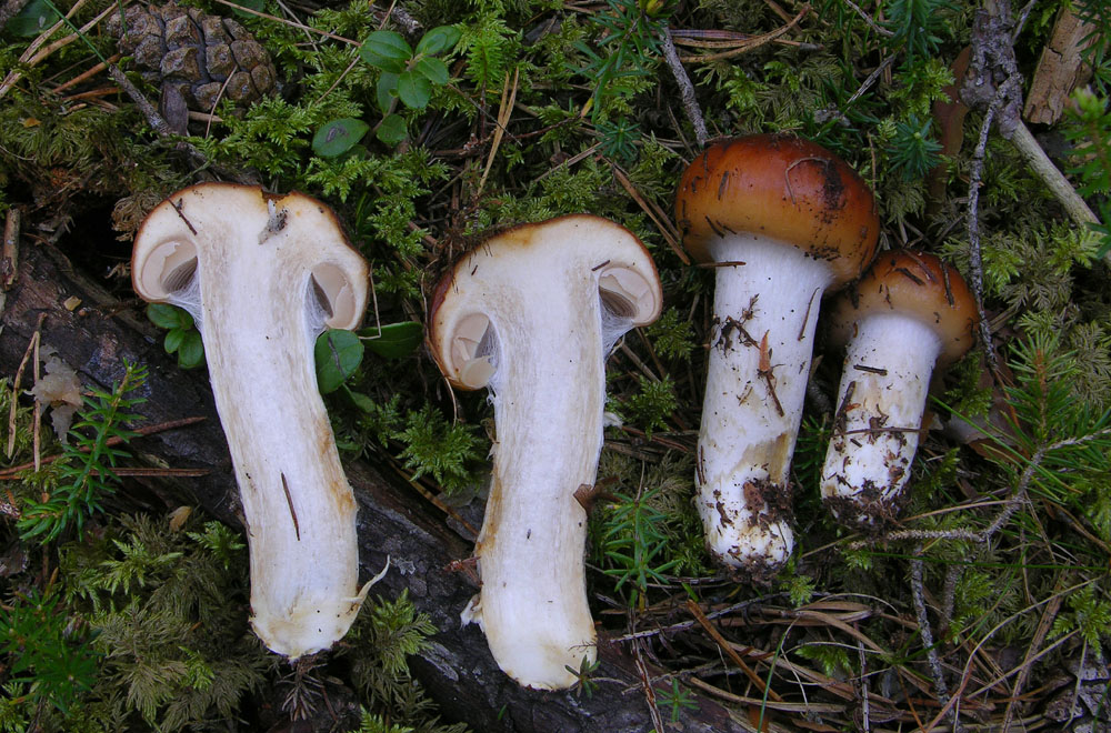 Cortinarius mucosus (Bull.) Cooke?